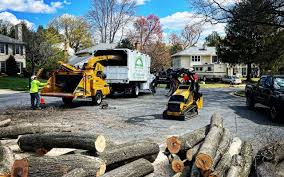 Trusted Pine Canyon, CA Tree Removal and Landscaping Services Experts